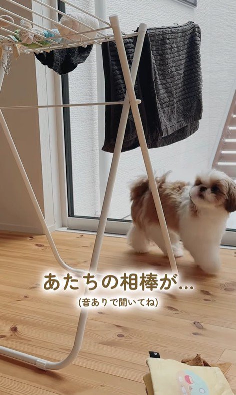 おもちゃを干した時のちゃぽちゃん2