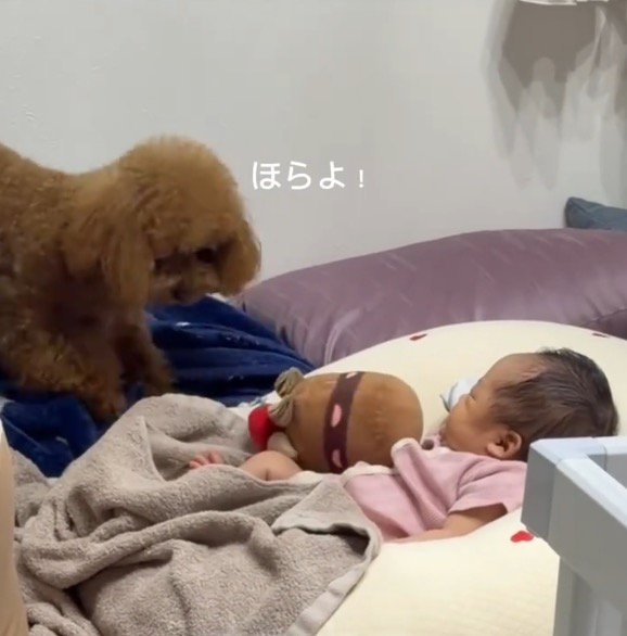 再び赤ちゃんの前にぬいぐるみを落とす犬