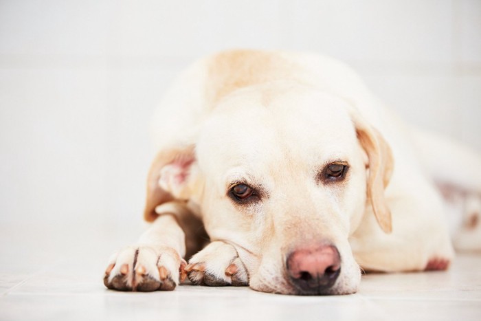 悲しそうな表情の犬