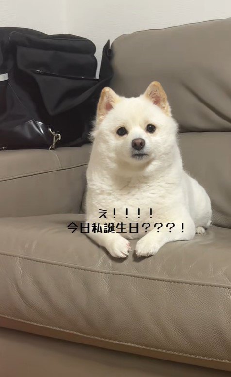べらちゃんのバースデーソングへの反応4