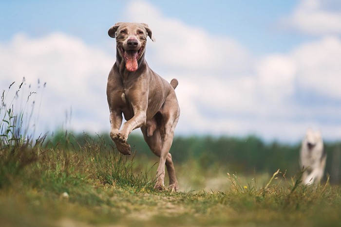 自由に散歩する犬