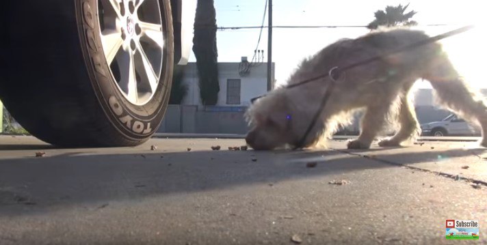 輪に首を突っ込む犬