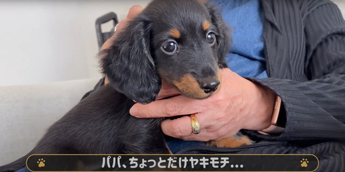 飼い主さんの嫉妬コメント