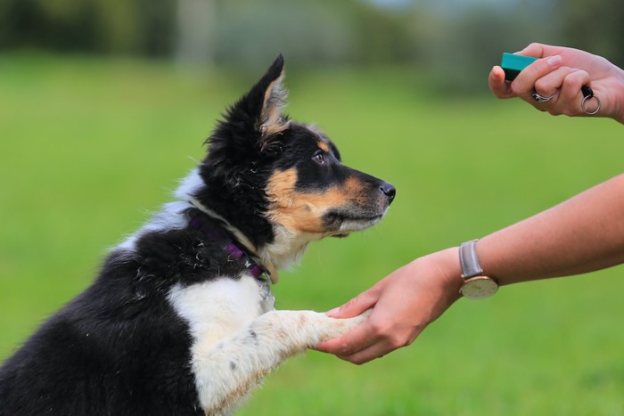 クリッカートレーニング中の犬