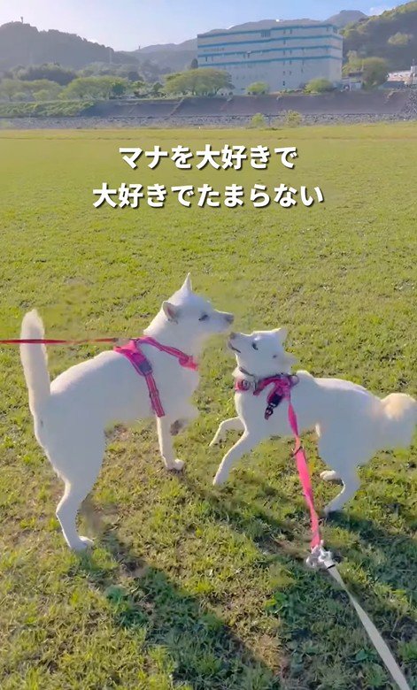 マナちゃんの現在までの軌跡7