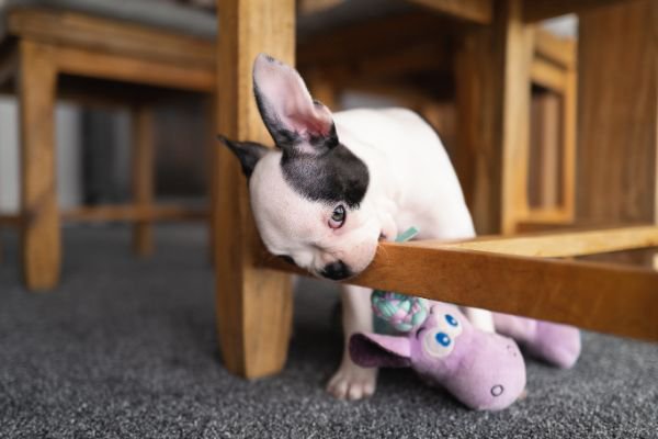 椅子を噛む子犬