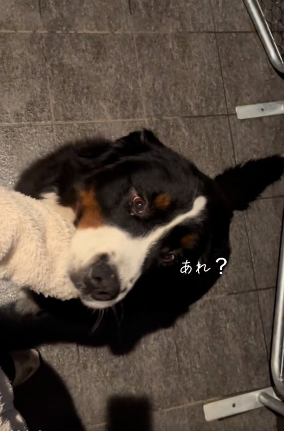 撫でてほしいララちゃん