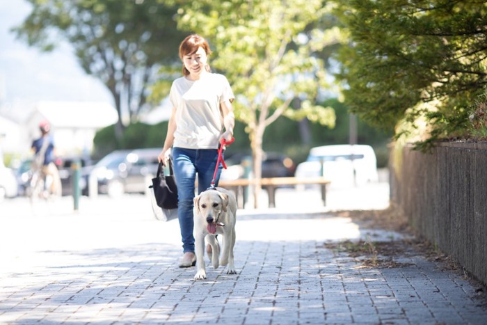 散歩する犬と女性