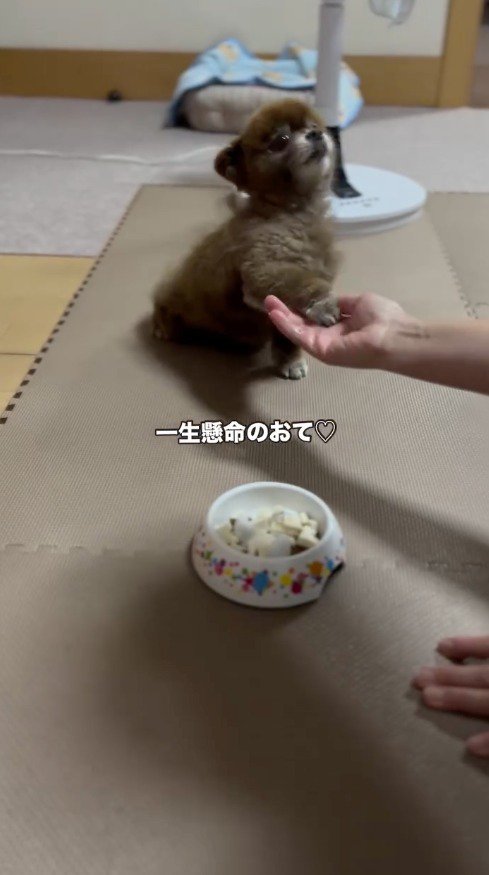 飼い主の手の上に右前足を乗せる犬