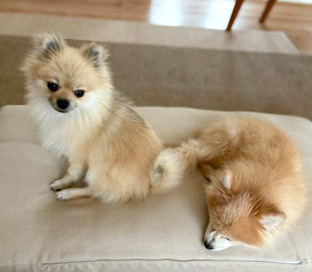 遊んでほしい弟犬と眠る兄犬