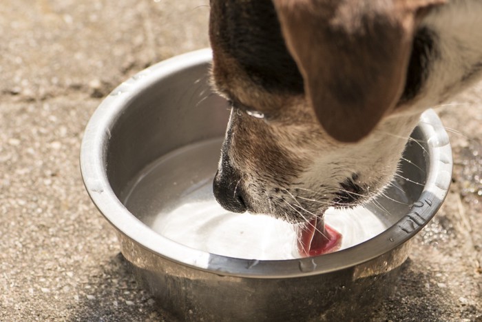 水を飲み犬