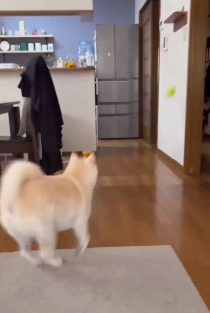 ボールを取りに行く銀くん