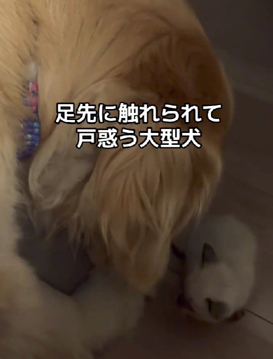 驚くルークちゃん
