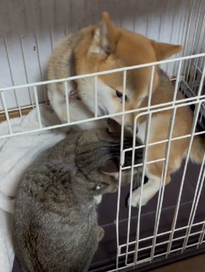 カップルみたいな2匹にホッコリ