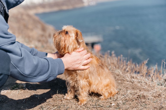 屋外で飼い主と見つめあうブリュッセル・グリフォン