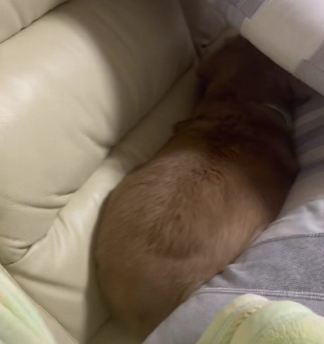 お尻が隠れてないよ!!