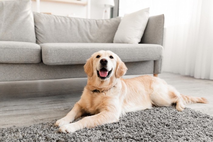 部屋で笑顔の犬