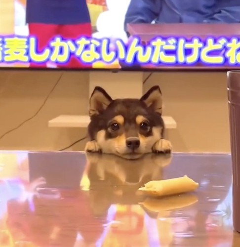 見つめる柴犬