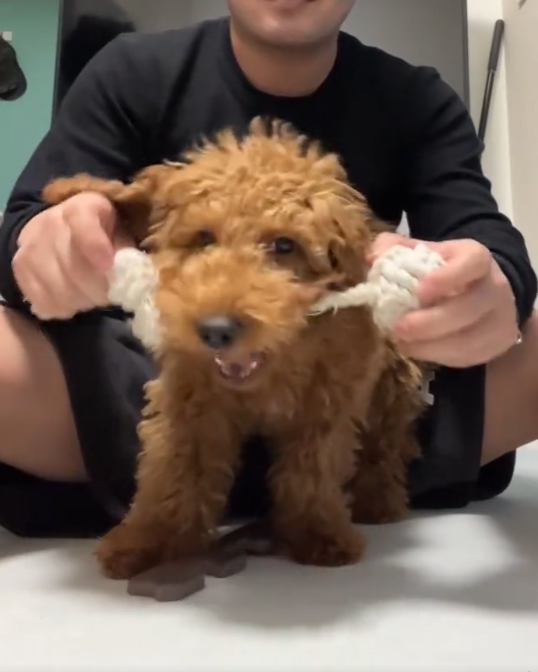 飼い始めののノアくん