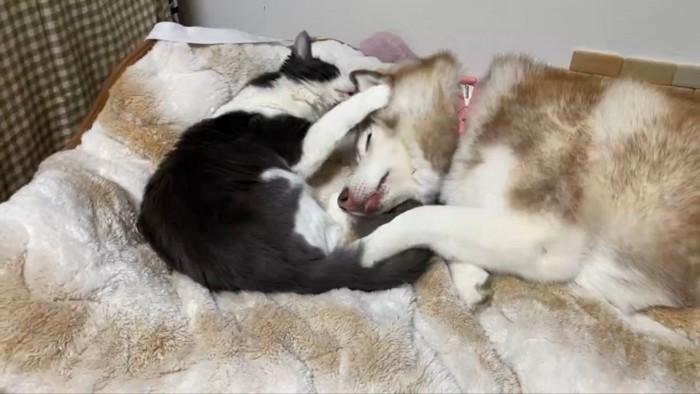 シャンテちゃん＆バロンちゃん