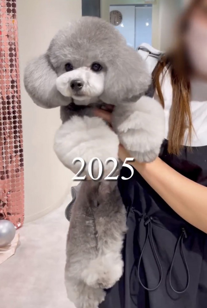 抱っこされている犬