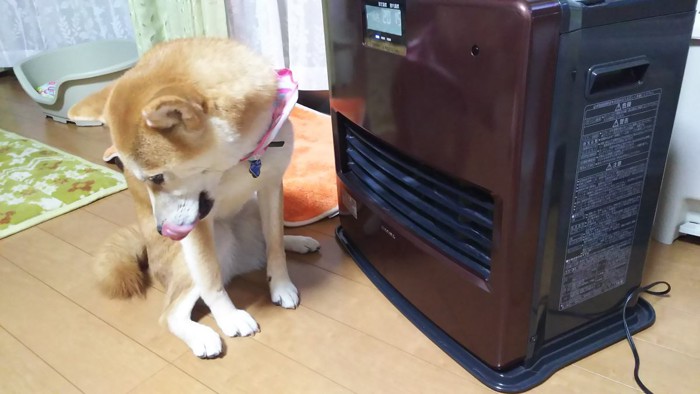 ヒーターの前に座る柴犬