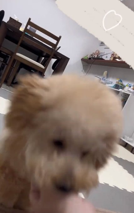 おもちゃに到達したふくくん