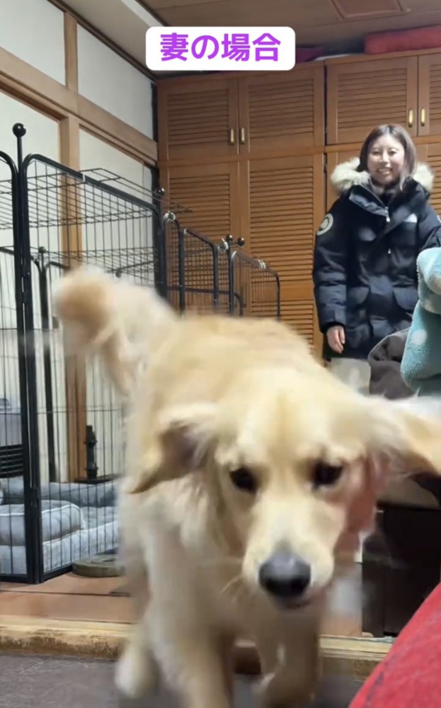 走り出してくる犬