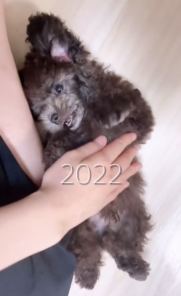 仰向けでお腹を見せている子犬の犬