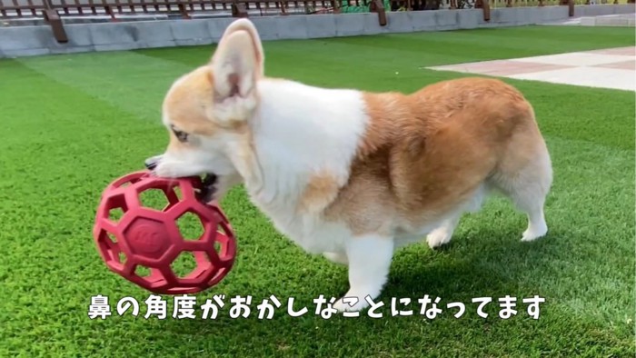 鼻が前を向いた犬