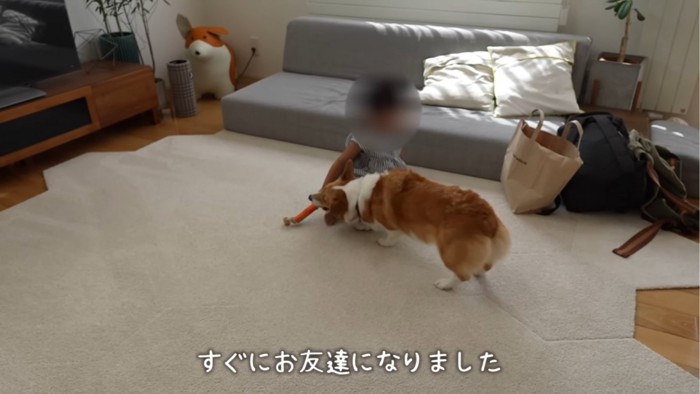 おもちゃで遊ぶ犬