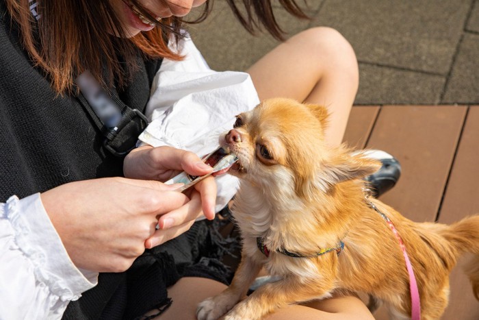 おやつを食べにきた犬