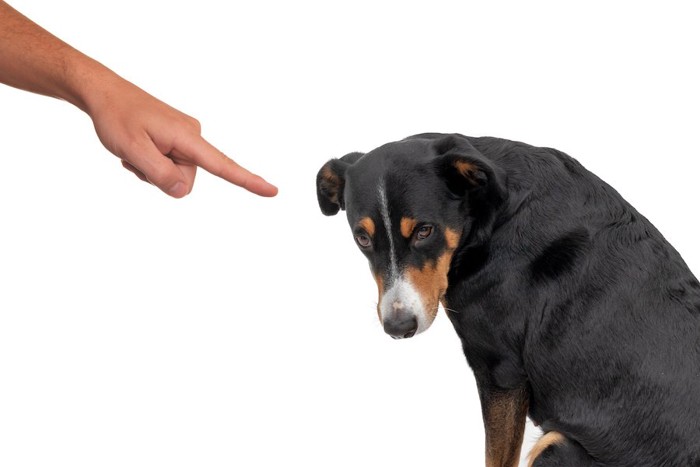 飼い主に叱られて落ち込んでいる犬