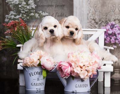 お花とベンチの上でくつろぐアメリカンコッカースパニエルの幼犬