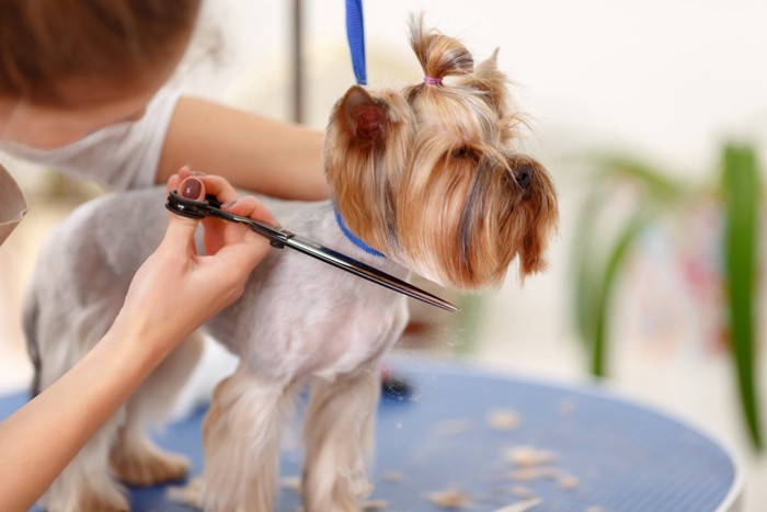 トリミング中の犬