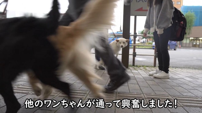 通りすがりのワンコに夢中