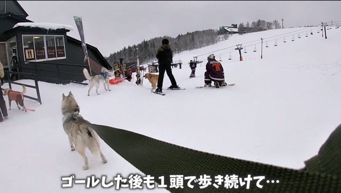 店に入っていく大型犬を見つめるハスキー犬