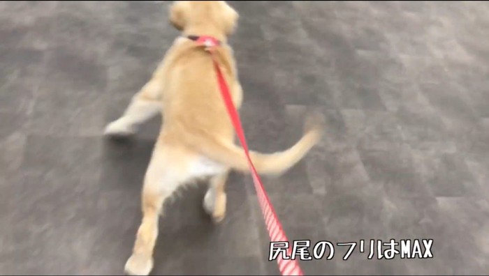 ペットショップの奥に進んでいく子犬