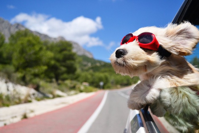 車の窓から顔を出すサングラスをした犬