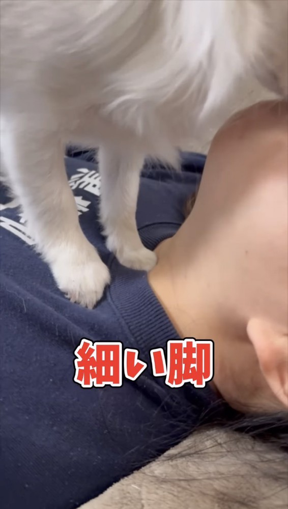 飼い主さんの喉に刺さるチワワの細い足