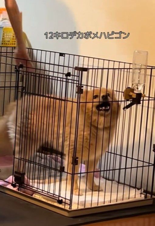 撫でられてニッコリ♪