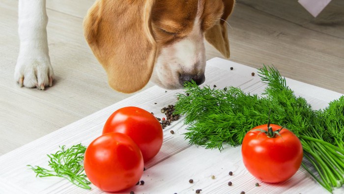 野菜のニオイを嗅ぐビーグル犬