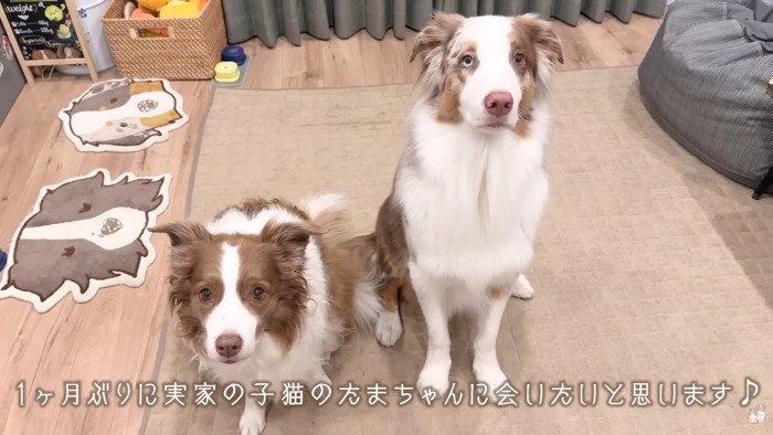 ワンコたちと子猫の再会