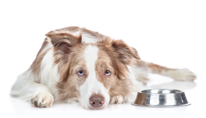 食器の横で悲しげな表情のまま伏せている犬