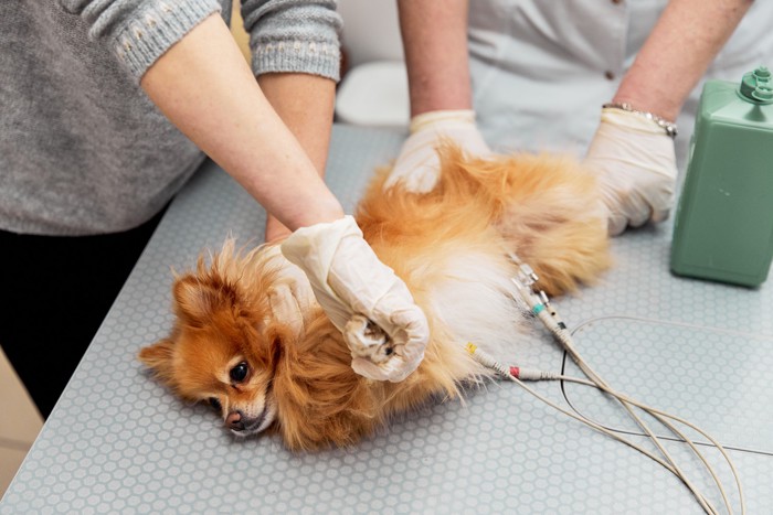 心電図検査を受ける犬
