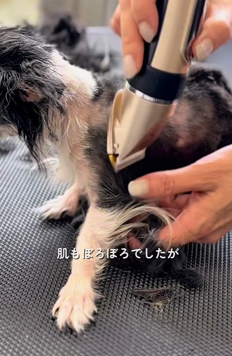 トリミングしてもらう子犬