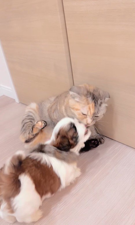 赤ちゃん犬と猫のふれあい8