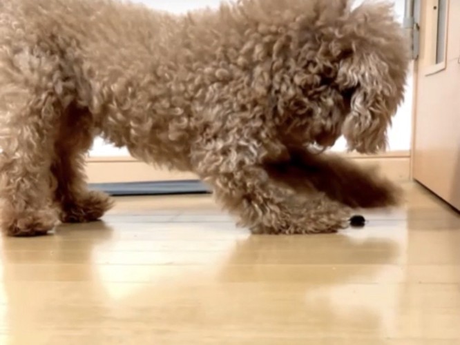 床を掘り続ける犬