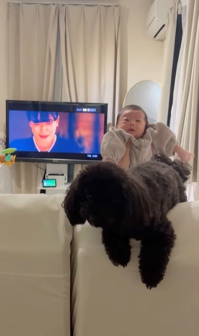 赤ちゃんと犬