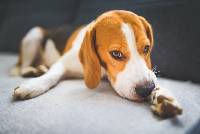 前足を舐めているビーグル犬